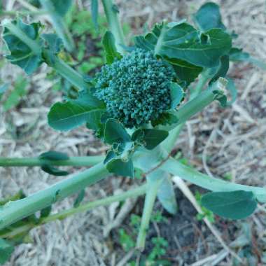 Broccoli