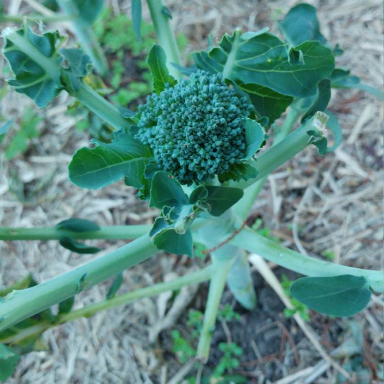 plant image 423508