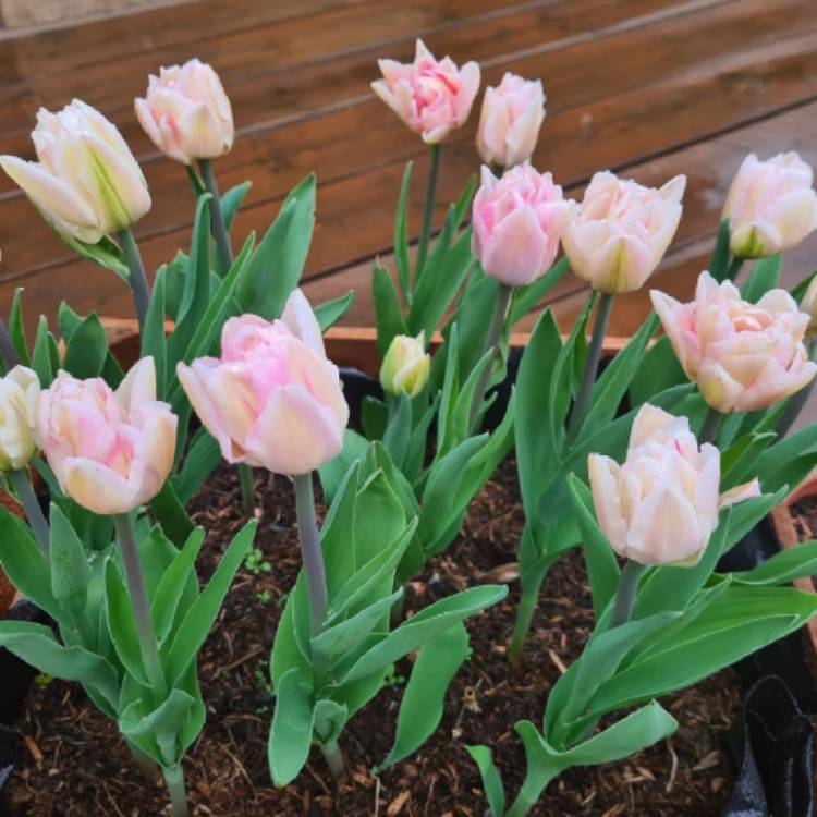 plant image 1467476