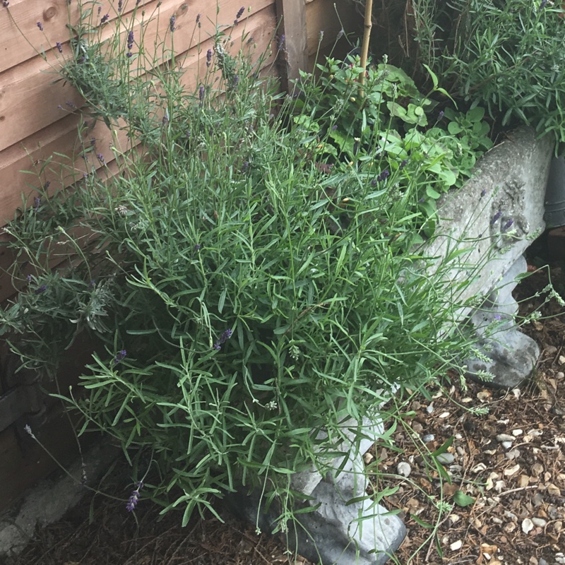 plant image 122945