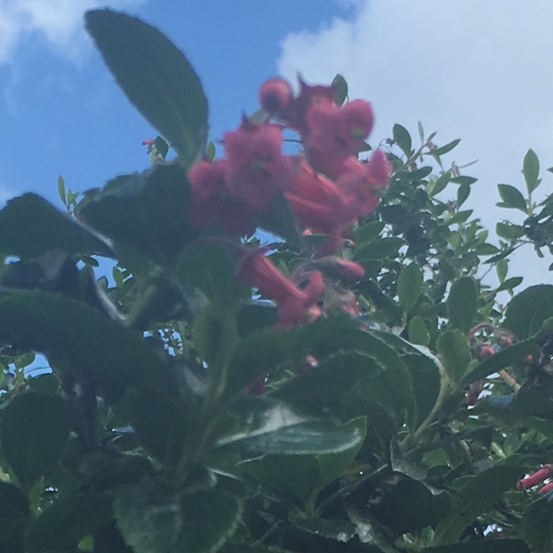 Lisa's garden