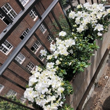 Rhododendron 'Snow Lady'