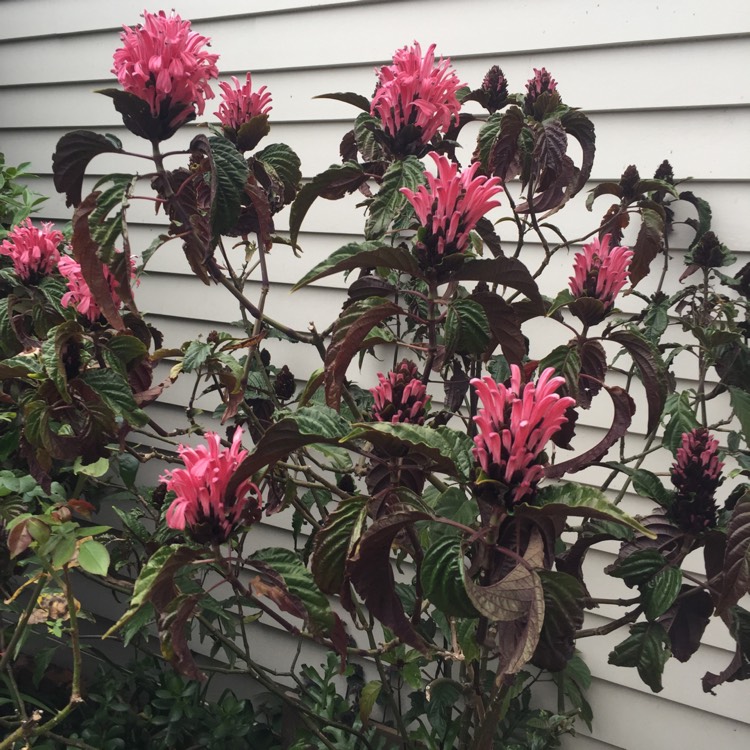 Plant image Justicia carnea