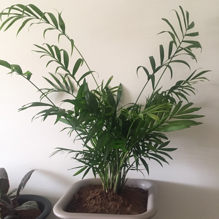 plant image 295324