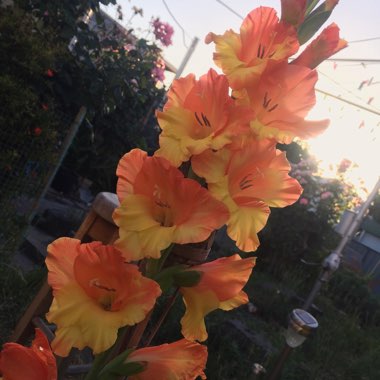 Gladiolus 'Prinses Margaret Rose' syn. Gladiolus 'Princess Margaret Rose'