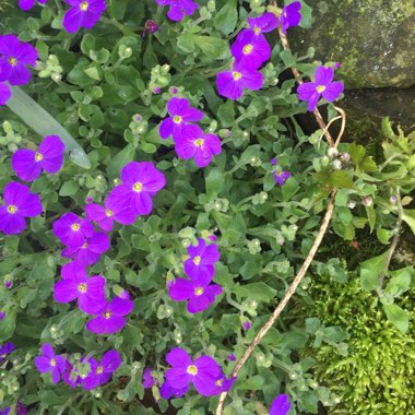 Aubrieta gracilis 'Kitte Blue'