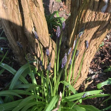 Hyacinthoides hispanica