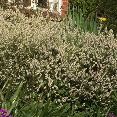 Winter Heath
