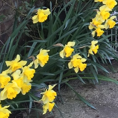 Daffodil