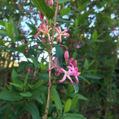Donna's garden
