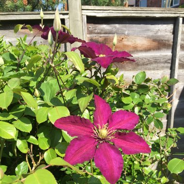 Clematis Polish Spirit