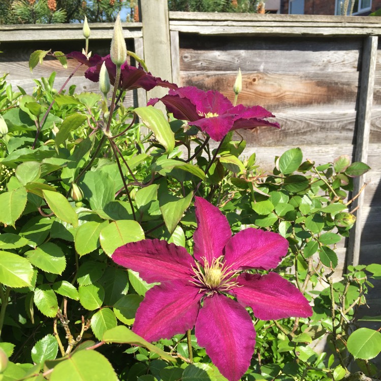 Plant image Clematis viticella 'Polish Spirit'