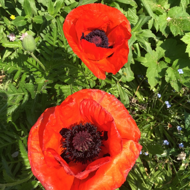 Plant image Papaver orientale 'Brilliant'