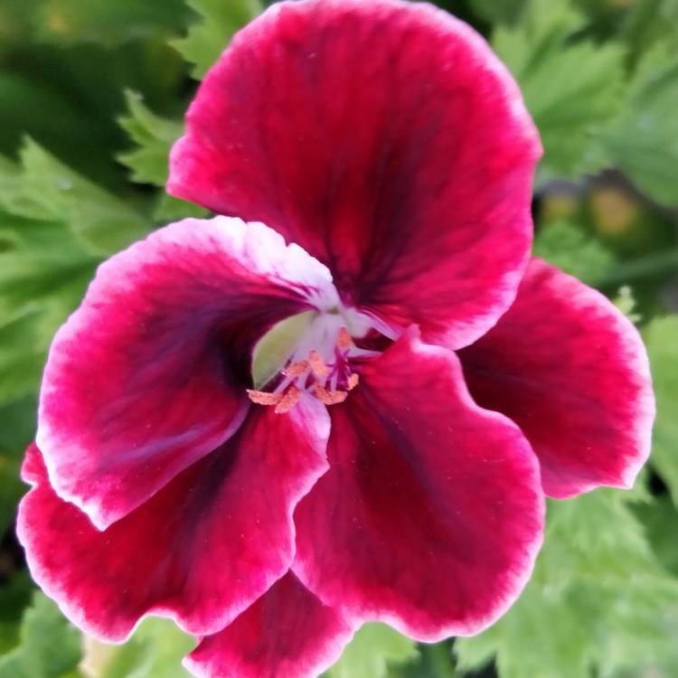 Plant image Pelargonium x domesticum