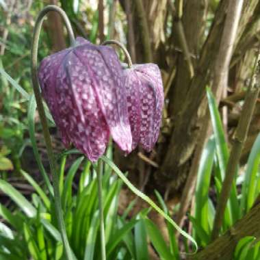 Snake's Head Fritillary