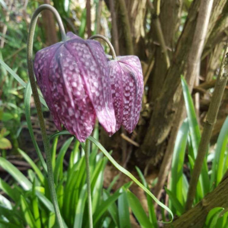 plant image 631061