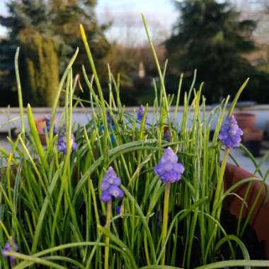 Grape Hyacinth (Species) Armenian Grape Hyacinth
