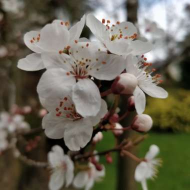 Cherry Tree