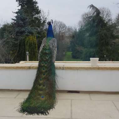 Mark's garden