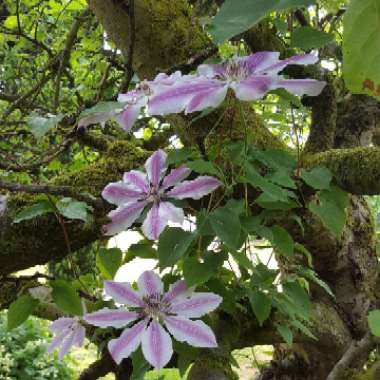 Apple 'Bramley's Seedling'