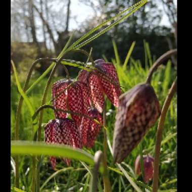 Snake's Head Fritillary