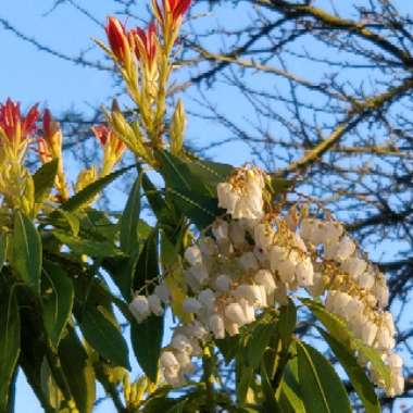 Pieris 'Forest Flame'