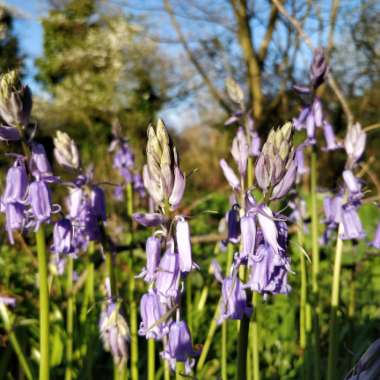 Spanish Bluebell