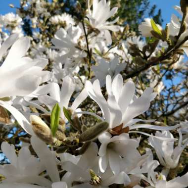 Magnolia