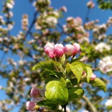 Crab Apple