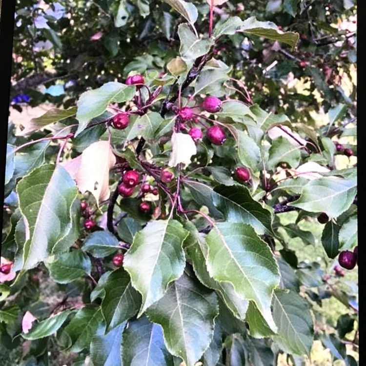 plant image 1655312