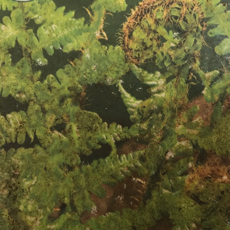 plant image 1655986