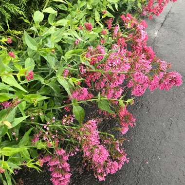 Donna's garden