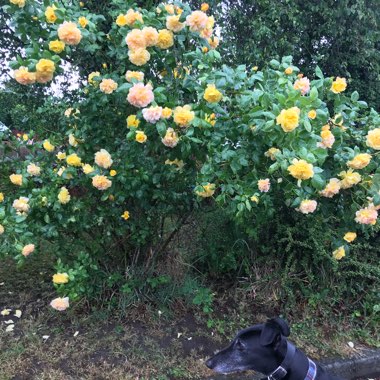 Donna's garden