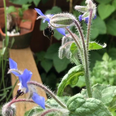 Donna's garden