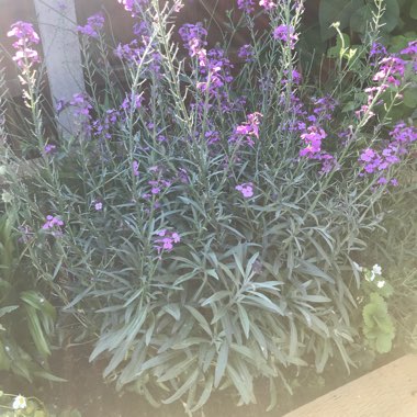 Donna's garden