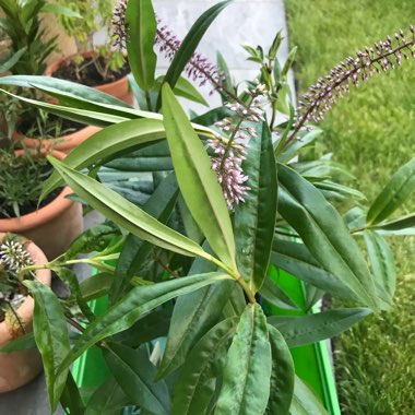Donna's garden