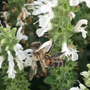 Donna's garden