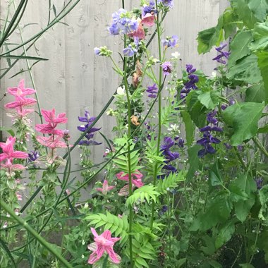 Donna's garden