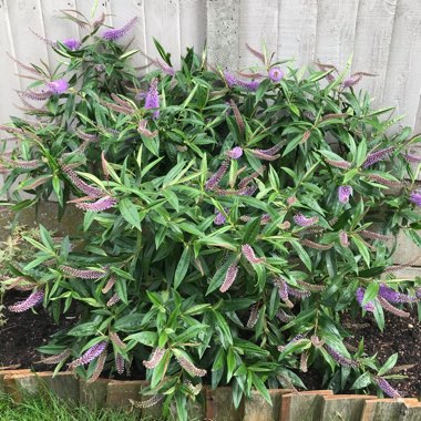 Donna's garden