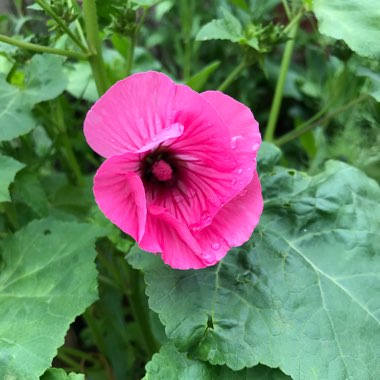Donna's garden