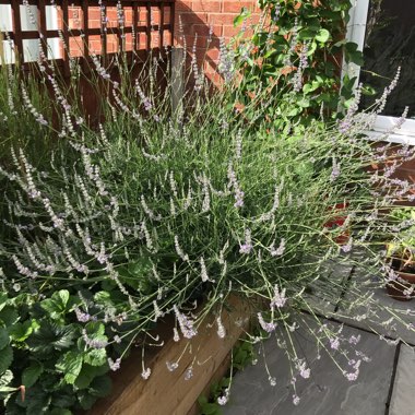 Donna's garden