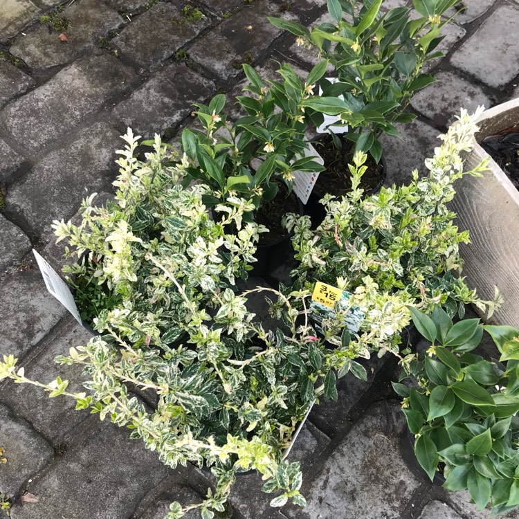 Plant image Euonymus fortunei 'Harlequin'
