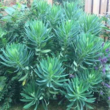 Euphorbia characias subsp. wulfenii syn. Euphorbia wulfenii
