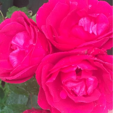 Rosa