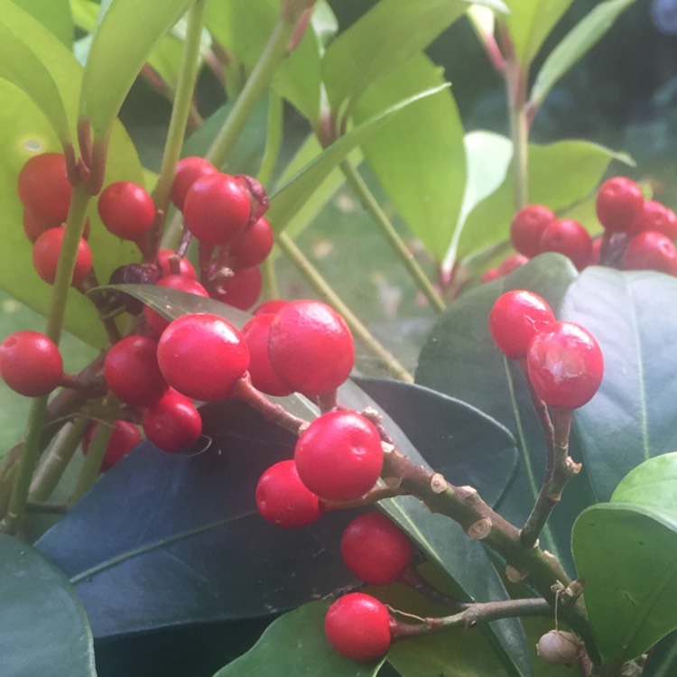 Plant image Skimmia japonica 'Whitebolwi' syn. Skimmia japonica 'Sensation'