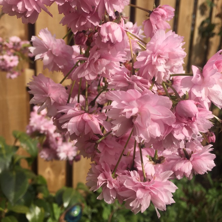 Plant image Prunus Serrulata 'Kiku-Shidare Zakura'