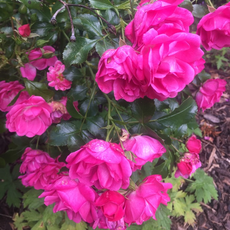 plant image 492080