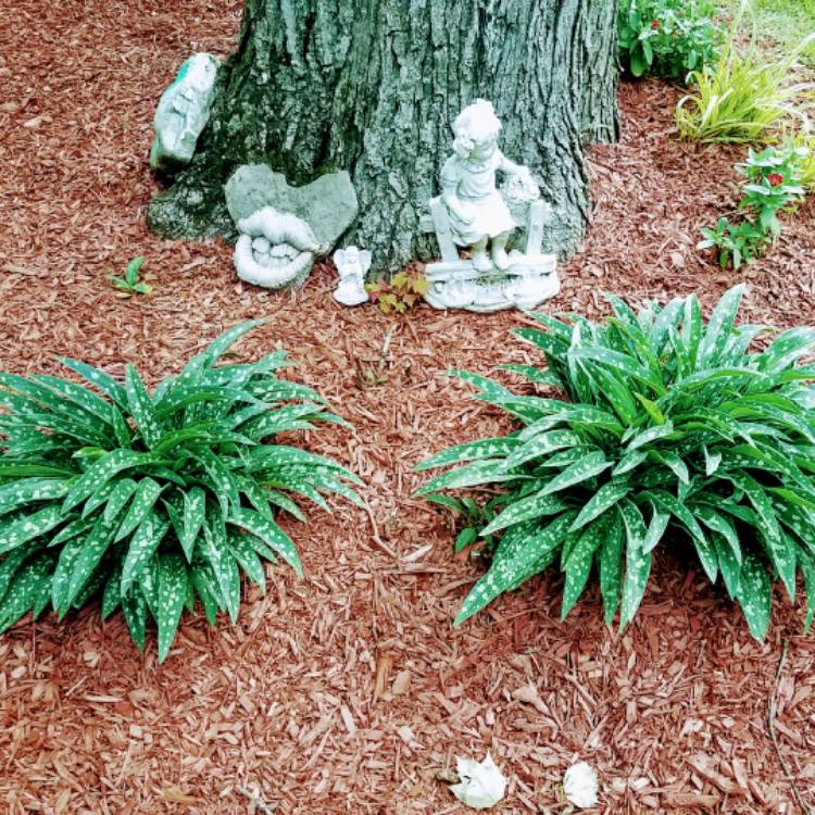 plant image 1402219