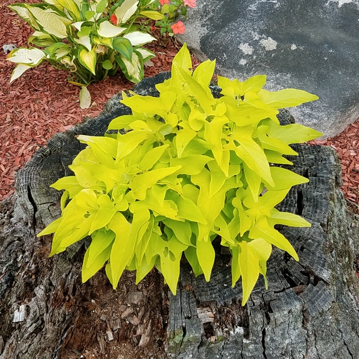 Plant image Ipomoea Batatas 'Sweet Caroline Green'