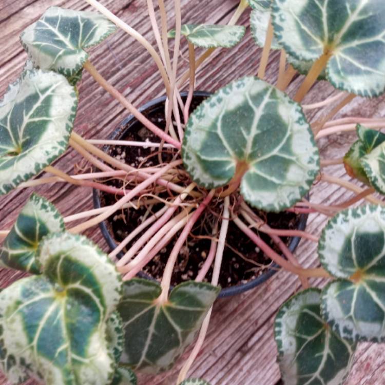 plant image 1545752